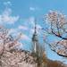 韓国ももうすぐ桜の季節♡韓国国内の2020年の桜の開花予定日とおすすめスポット一覧♡