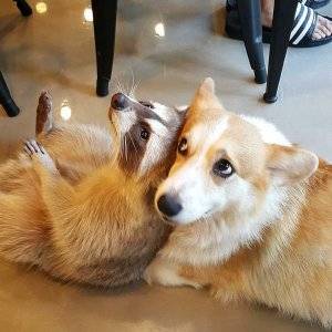 犬カフェだけじゃない ソウルの弘大エリアにある可愛い動物カフェ特集 韓国トレンド情報 韓国まとめ Joah ジョア