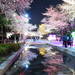 韓国カップルも注目！レッツランパークソウルで開催される「夜間桜祭り」が幻想的♡