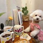 【望遠洞】ペットを飼っている人にはたまらない犬猫ちゃん用カフェ「그냥방실」って?