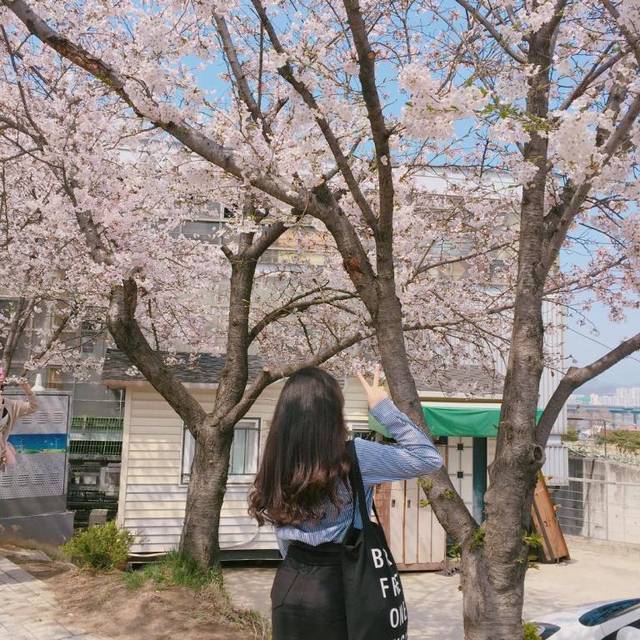 韓国女子から学ぶ 桜と一緒に写真を撮るときのかわいいポーズ