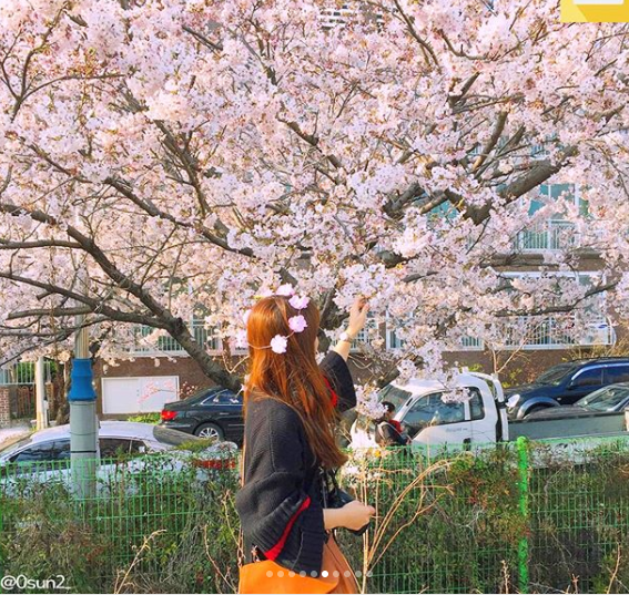 韓国女子から学ぶ インスタ映えする 桜ショット の可愛い撮り方 韓国トレンド情報 韓国まとめ Joah ジョア