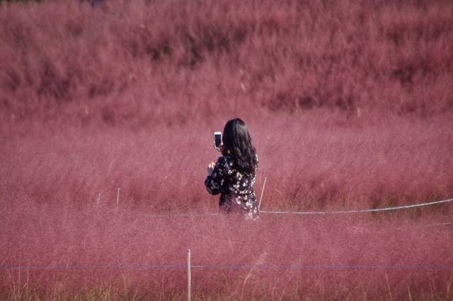一面ピンクの大草原 秋から冬にかけて見れるチェジュ島のオシャレ風景 韓国トレンド情報 韓国まとめ Joah ジョア