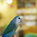 可愛いインコたちに会える♪梨大にあるカフェ「王冠ハウス」は珍しい鳥カフェなんです♡